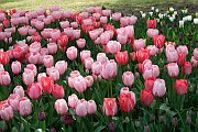 23 messer tulipano